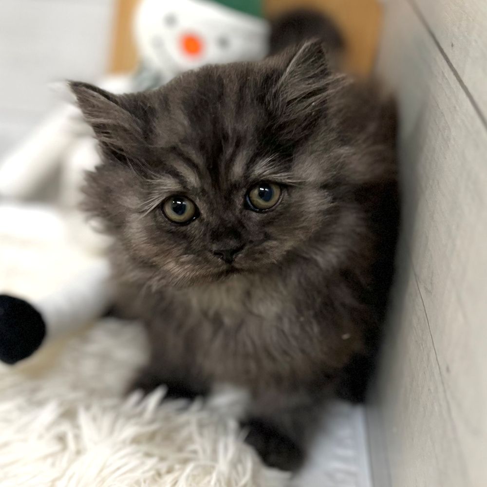 わんちゃんねこちゃん大集合🐾新入生紹介!! ペットショップ犬の家猫の